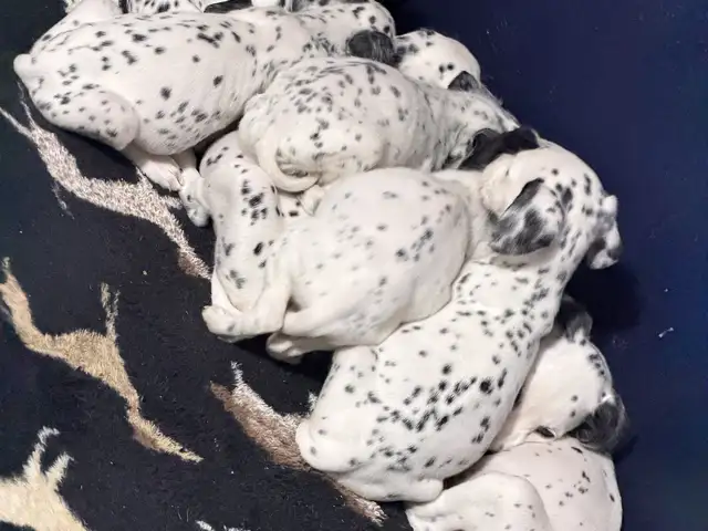 Dalmation puppies, Arouca