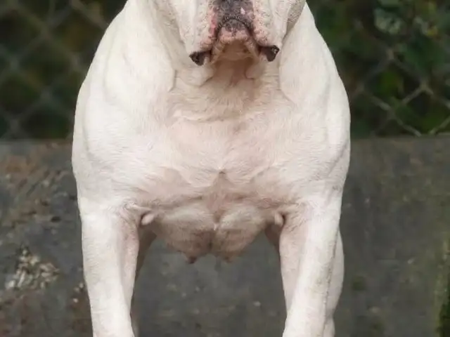 Plain white American bully 10 months very playful, El Dorado