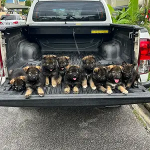 Pups like teddy bears just in time for Christmas, Couva