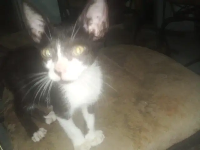 Tuxedo kitten,male, Cunupia