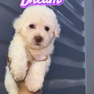 Female Poodle, Arouca