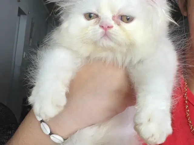 Pure white purebred Persian kitten, Chaguanas