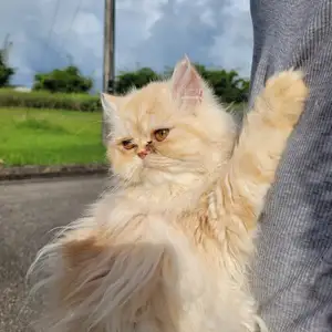 Persian kitten, Arima