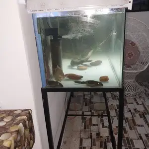 aquarium and stand, Carapichaima