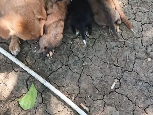 Dachshund+poodle pups, San Fernando