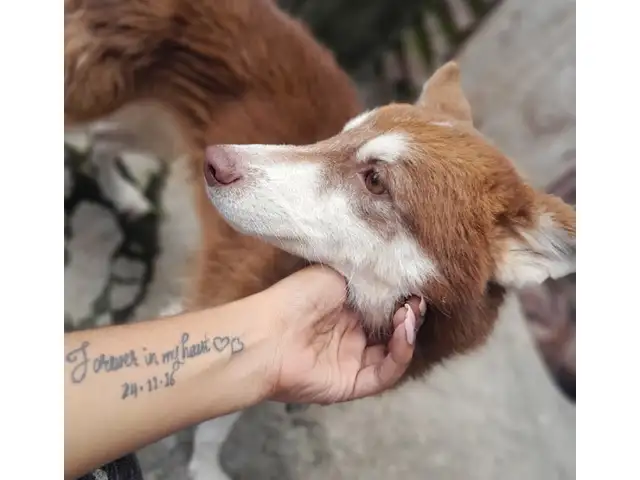 Purebreed male husky, Chaguanas