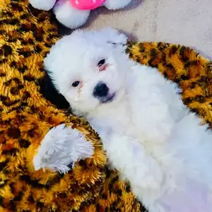 Maltipoo Female, Chaguanas