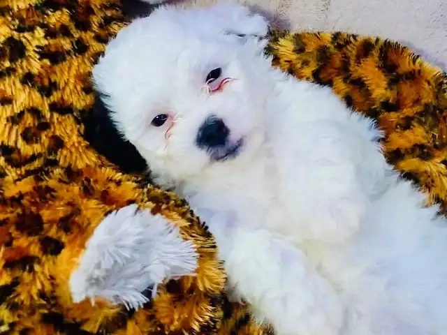 Maltipoo Female, Chaguanas