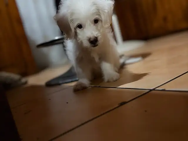 Maltipoo, Arouca