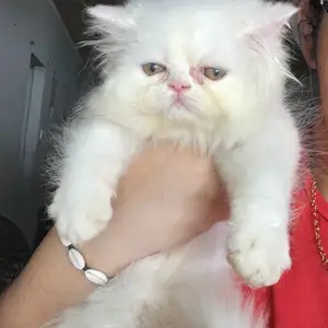 Pure white purebred Persian kitten, Chaguanas