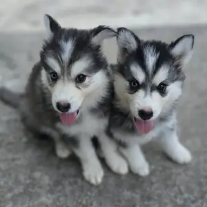 Husky/ Malimute Pups, San Fernando