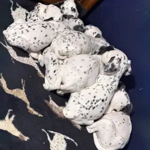 Dalmation puppies, Arouca