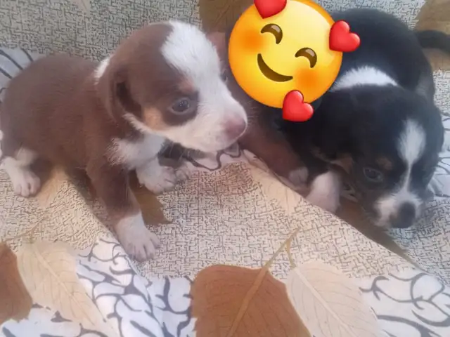 Sausage dog mixed with toy poodle, Couva