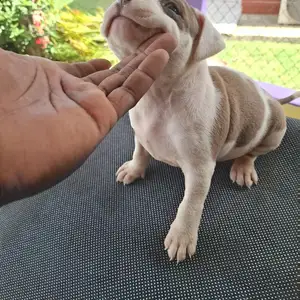 Female bully/pit . 5 weeks old, Arouca