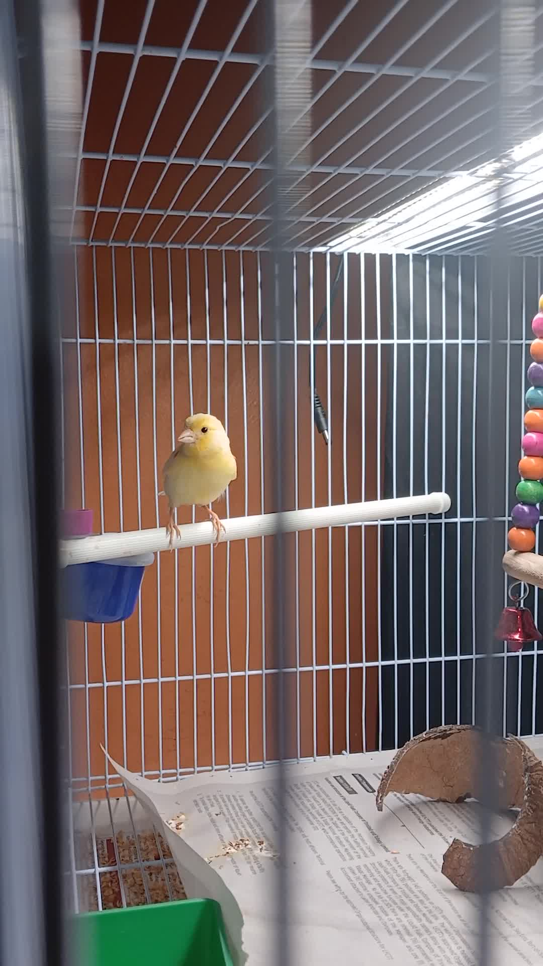 Male red factor canary youngster TT$1,000 №658963 in North East - Birds ...